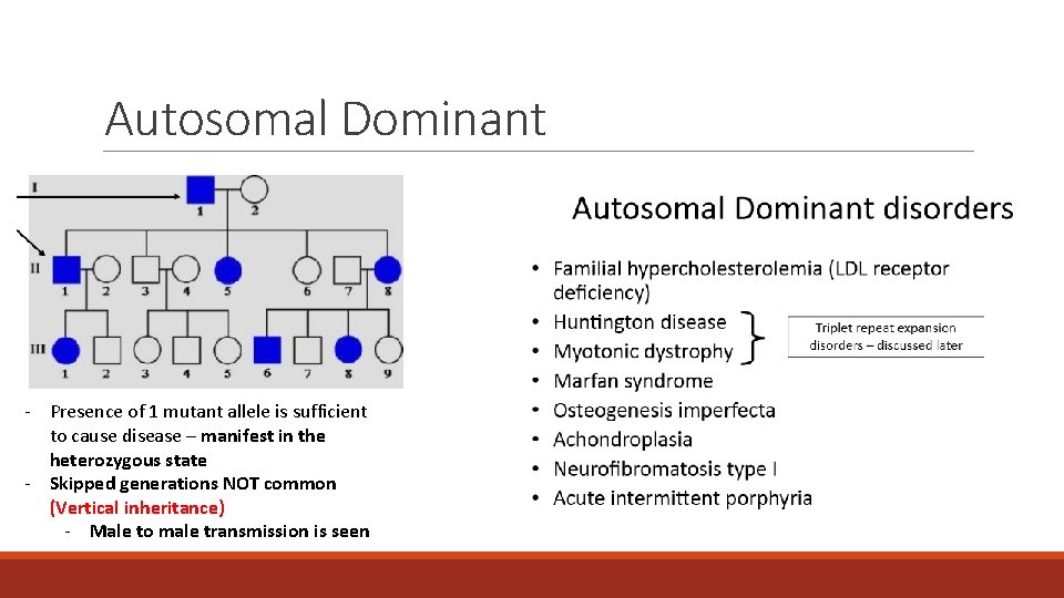 Autosomal Dominant - Presence of 1 mutant allele is sufficient to cause disease – Autosomal Dominant - Presence of 1 mutant allele is sufficient to cause disease –