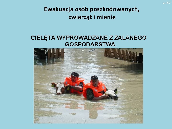 str. 57 Ewakuacja osób poszkodowanych, zwierząt i mienie CIELĘTA WYPROWADZANE Z ZALANEGO GOSPODARSTWA 