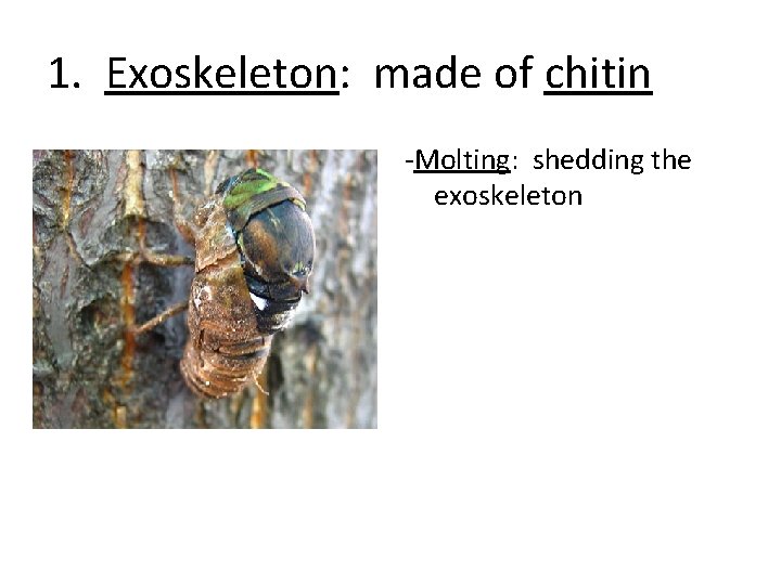 1. Exoskeleton: made of chitin -Molting: shedding the exoskeleton 