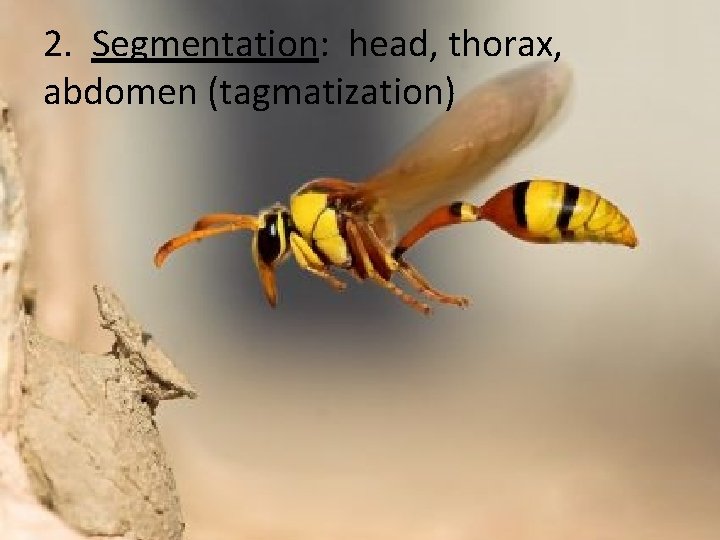2. Segmentation: head, thorax, abdomen (tagmatization) 