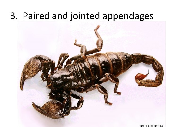 3. Paired and jointed appendages 