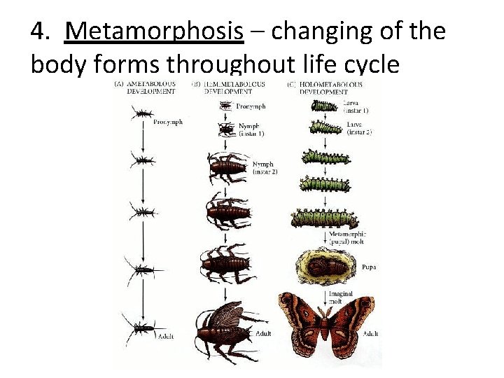 4. Metamorphosis – changing of the body forms throughout life cycle 