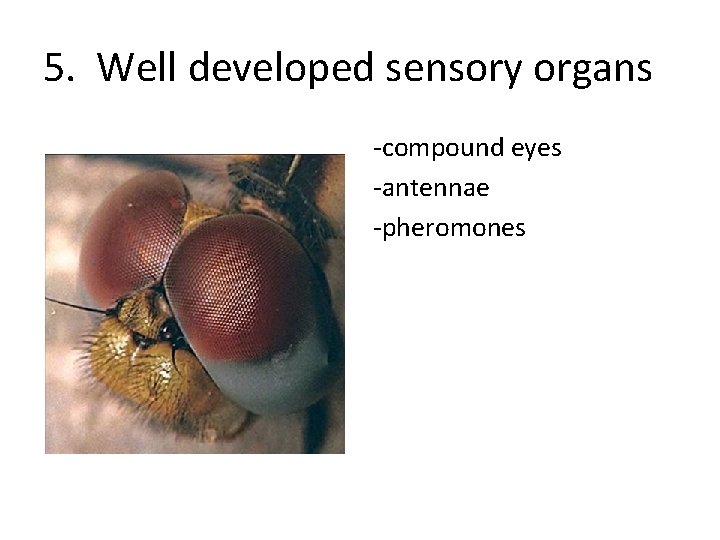 5. Well developed sensory organs -compound eyes -antennae -pheromones 