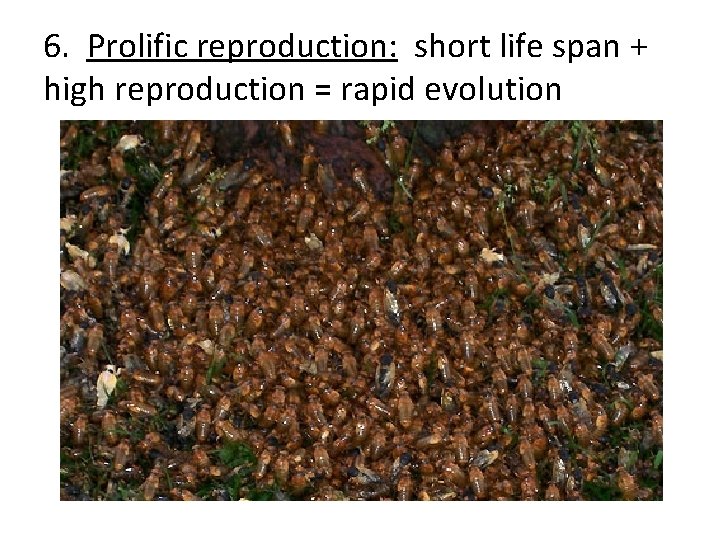6. Prolific reproduction: short life span + high reproduction = rapid evolution 