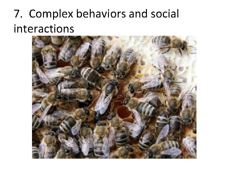 7. Complex behaviors and social interactions 