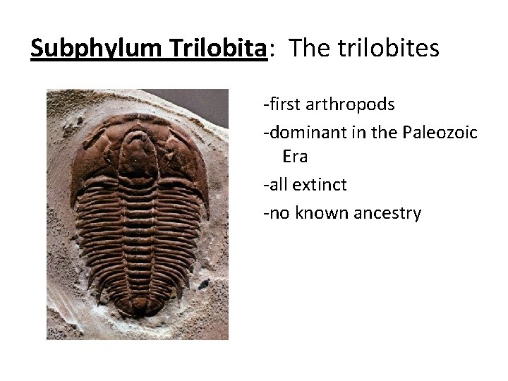 Subphylum Trilobita: The trilobites -first arthropods -dominant in the Paleozoic Era -all extinct -no