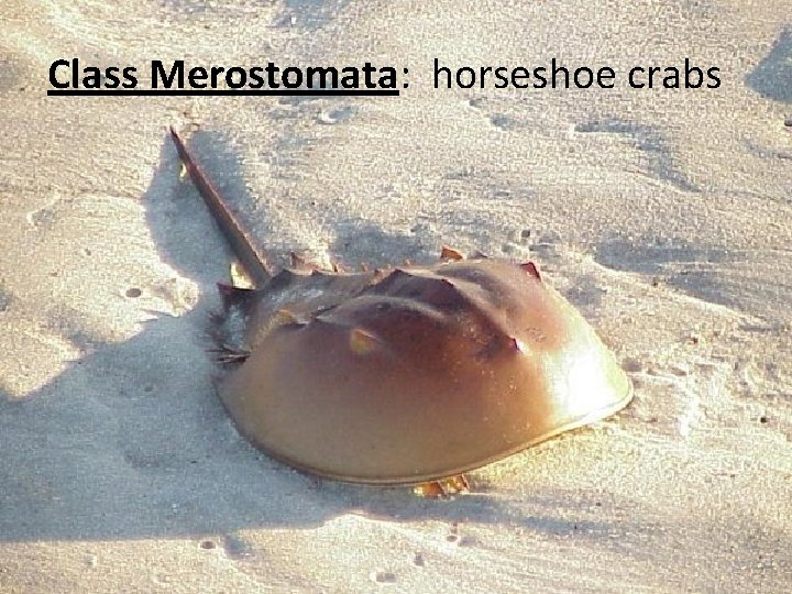 Class Merostomata: horseshoe crabs 