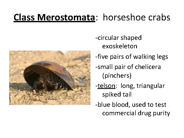 Class Merostomata: horseshoe crabs -circular shaped exoskeleton -five pairs of walking legs -small pair