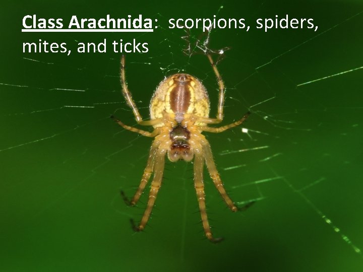 Class Arachnida: scorpions, spiders, mites, and ticks 