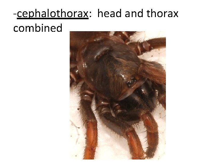 -cephalothorax: head and thorax combined 