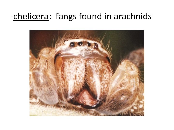 -chelicera: fangs found in arachnids 