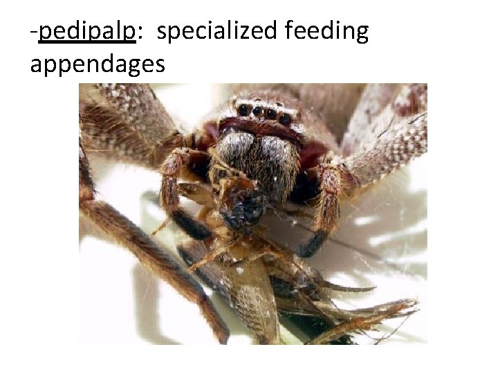 -pedipalp: specialized feeding appendages 