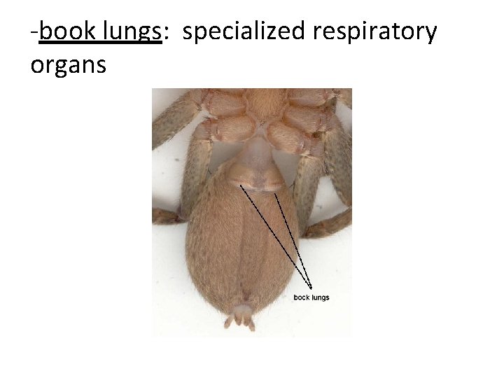 -book lungs: specialized respiratory organs 