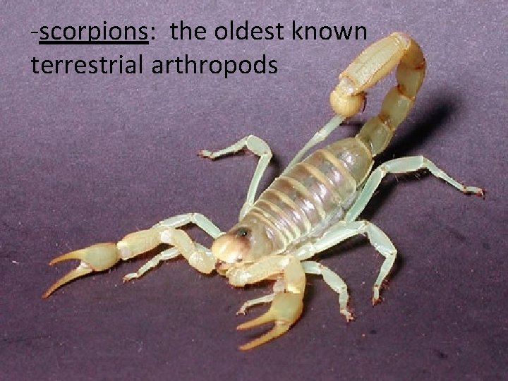 -scorpions: the oldest known terrestrial arthropods 