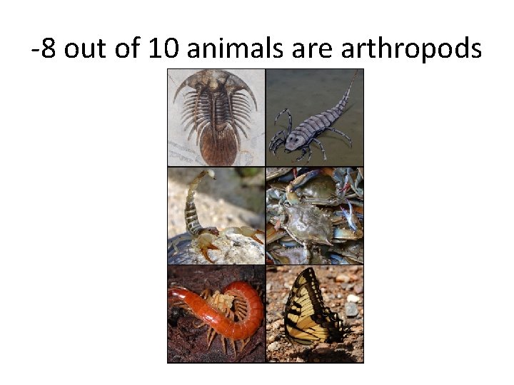 -8 out of 10 animals are arthropods 