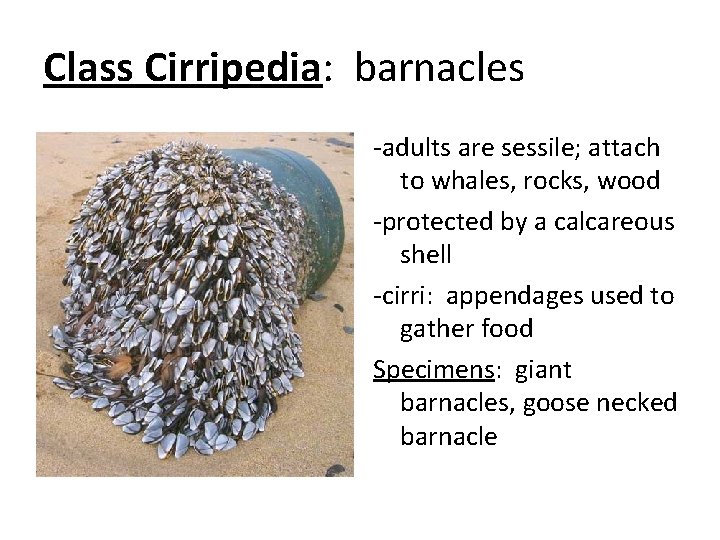 Class Cirripedia: barnacles -adults are sessile; attach to whales, rocks, wood -protected by a