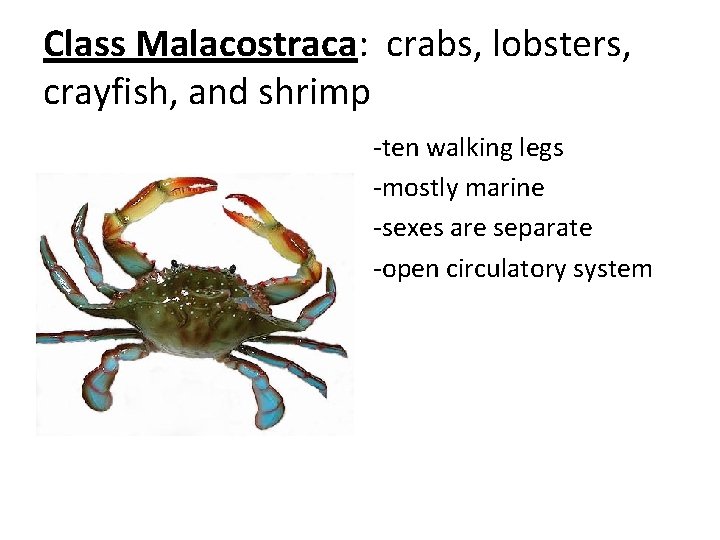 Class Malacostraca: crabs, lobsters, crayfish, and shrimp -ten walking legs -mostly marine -sexes are