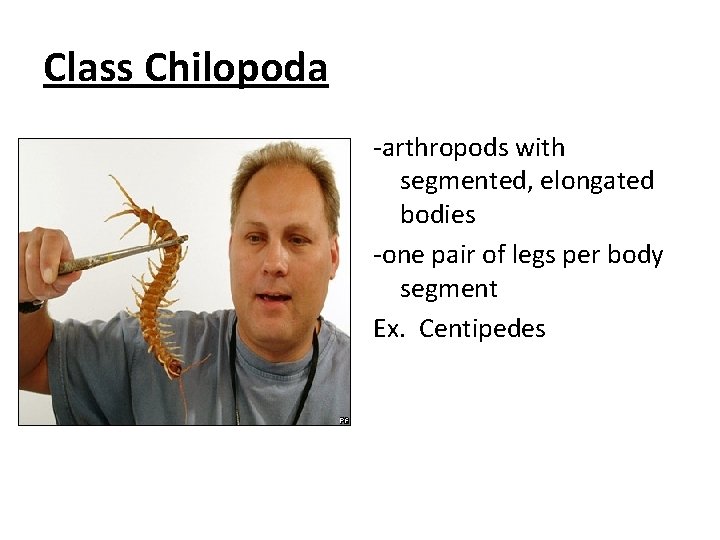 Class Chilopoda -arthropods with segmented, elongated bodies -one pair of legs per body segment