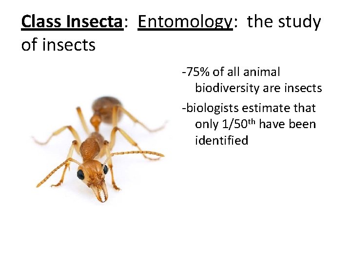 Class Insecta: Entomology: the study of insects -75% of all animal biodiversity are insects