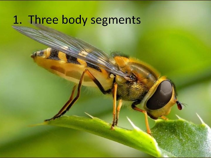1. Three body segments 