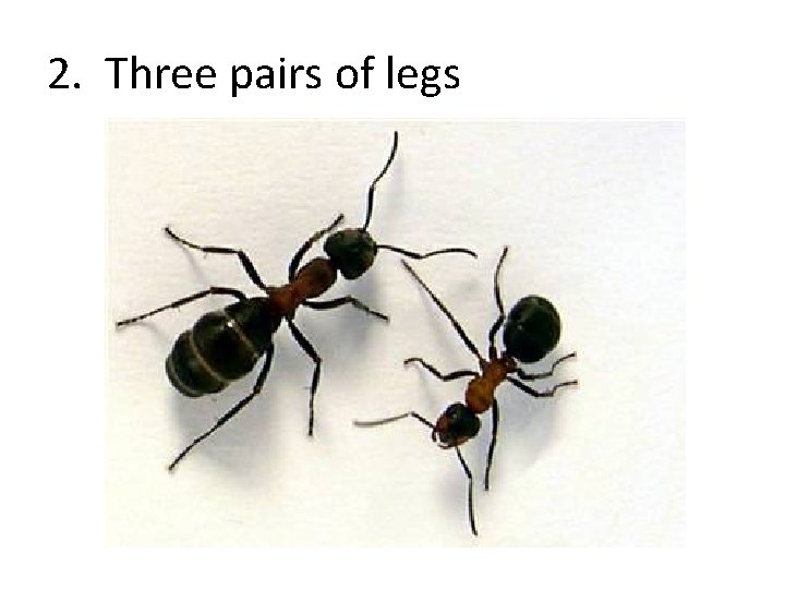 2. Three pairs of legs 
