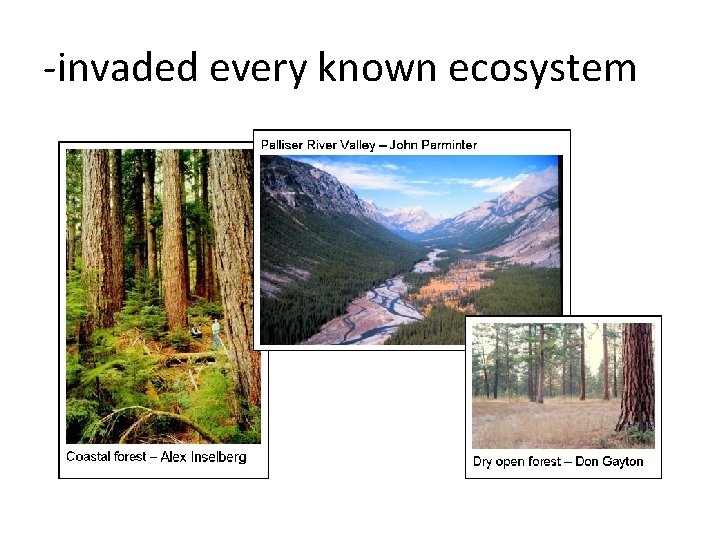 -invaded every known ecosystem 