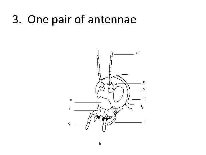 3. One pair of antennae 