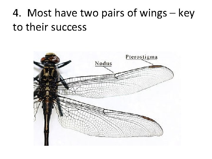 4. Most have two pairs of wings – key to their success 