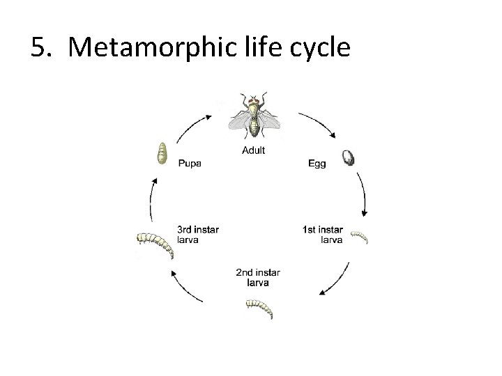 5. Metamorphic life cycle 