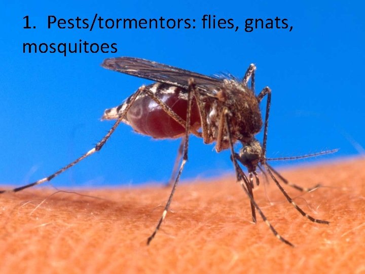 1. Pests/tormentors: flies, gnats, mosquitoes 