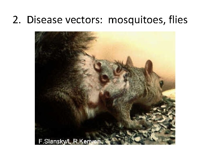 2. Disease vectors: mosquitoes, flies 