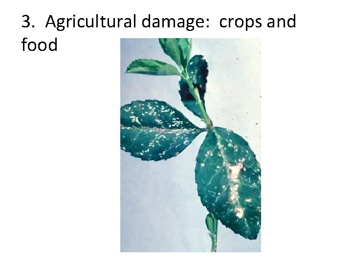 3. Agricultural damage: crops and food 