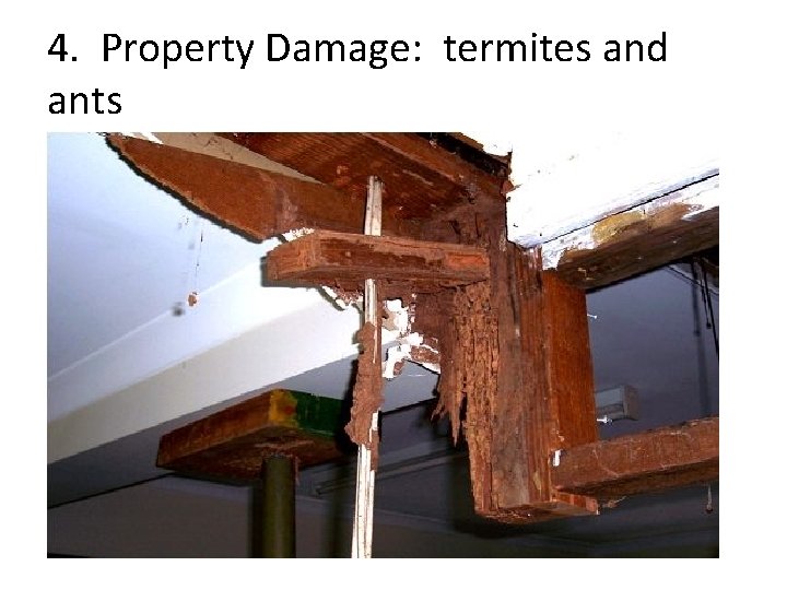 4. Property Damage: termites and ants 