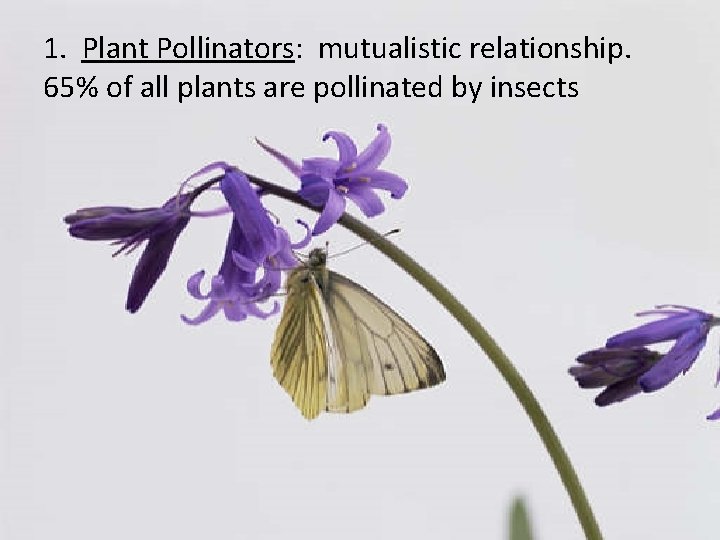 1. Plant Pollinators: mutualistic relationship. 65% of all plants are pollinated by insects 
