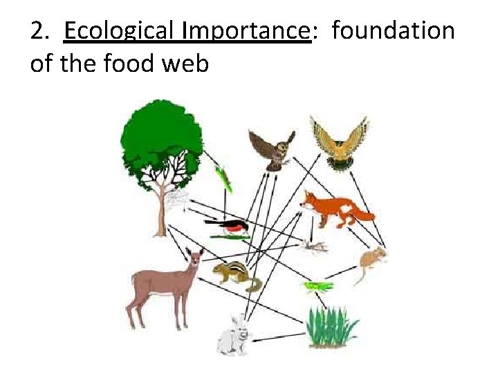 2. Ecological Importance: foundation of the food web 