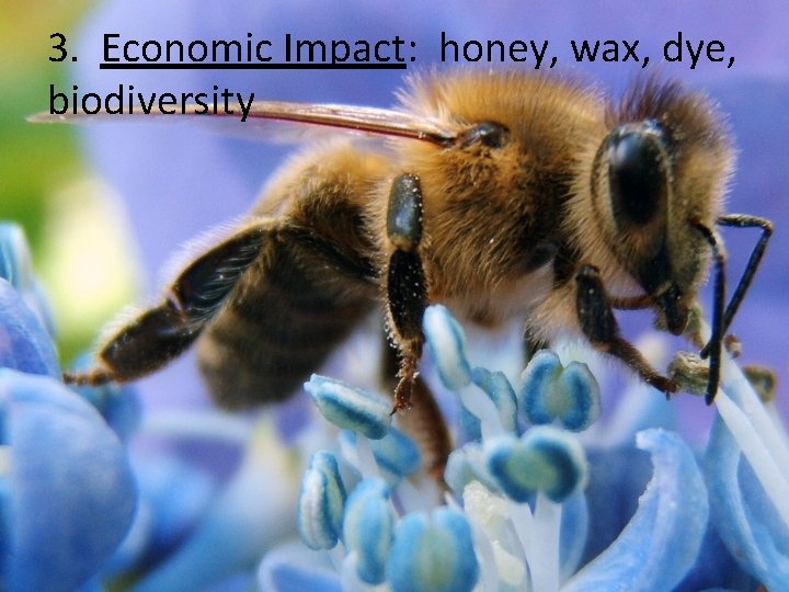 3. Economic Impact: honey, wax, dye, biodiversity 