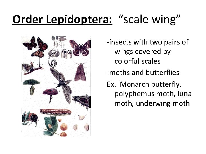 Order Lepidoptera: “scale wing” -insects with two pairs of wings covered by colorful scales
