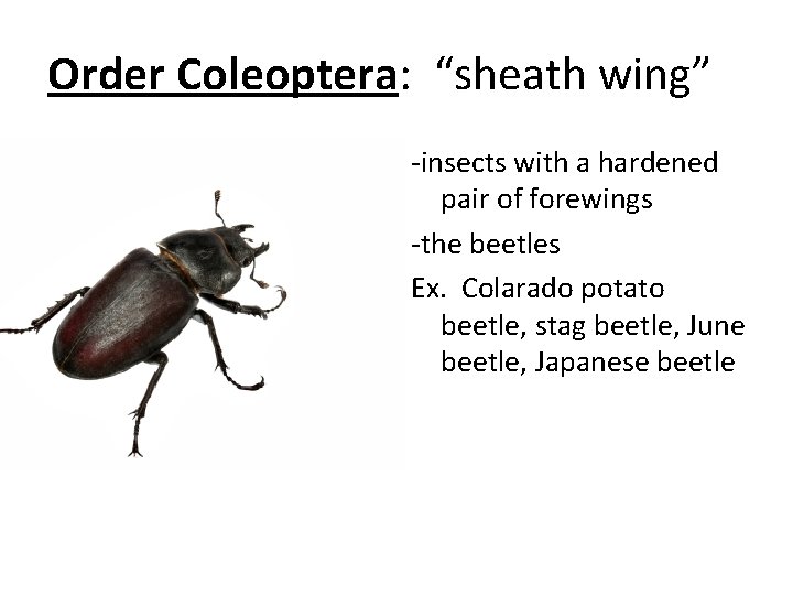 Order Coleoptera: “sheath wing” -insects with a hardened pair of forewings -the beetles Ex.