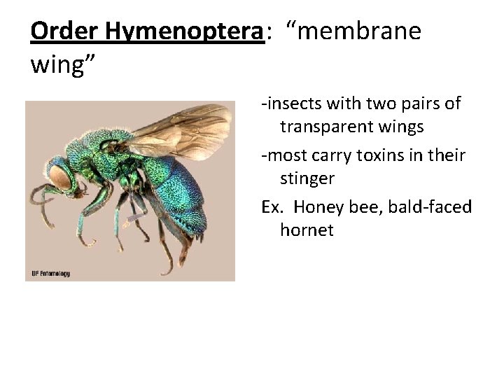 Order Hymenoptera: “membrane wing” -insects with two pairs of transparent wings -most carry toxins