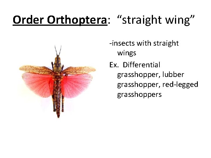 Order Orthoptera: “straight wing” -insects with straight wings Ex. Differential grasshopper, lubber grasshopper, red-legged