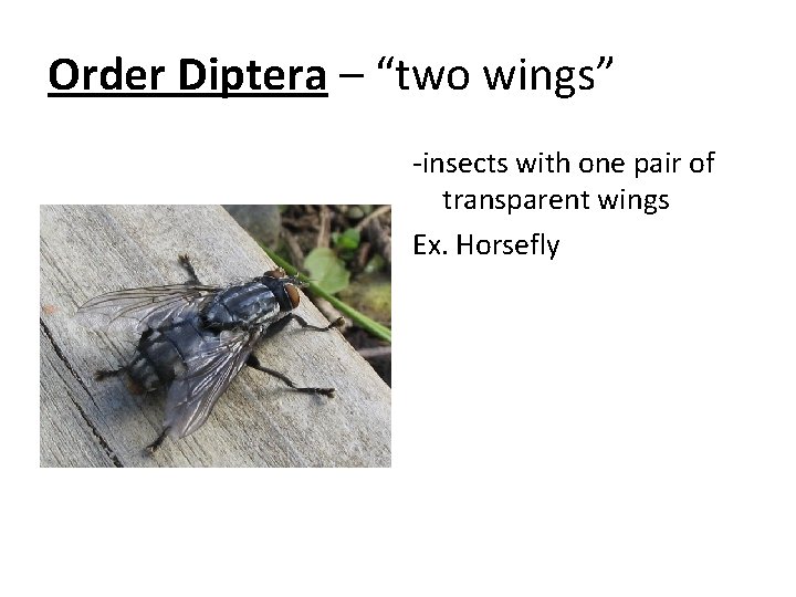 Order Diptera – “two wings” -insects with one pair of transparent wings Ex. Horsefly