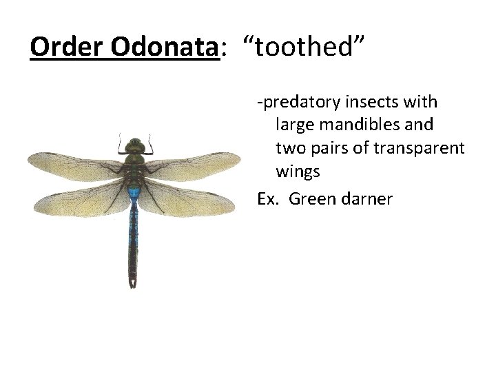 Order Odonata: “toothed” -predatory insects with large mandibles and two pairs of transparent wings