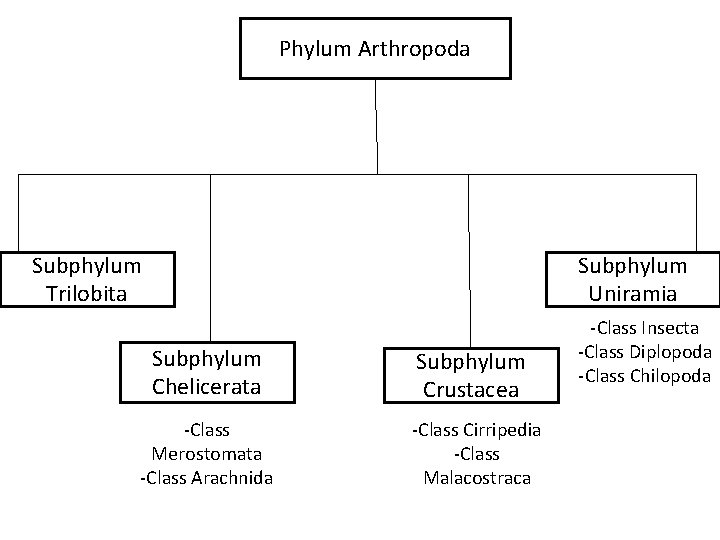 Phylum Arthropoda Subphylum Trilobita Subphylum Uniramia Subphylum Chelicerata Subphylum Crustacea -Class Merostomata -Class Arachnida