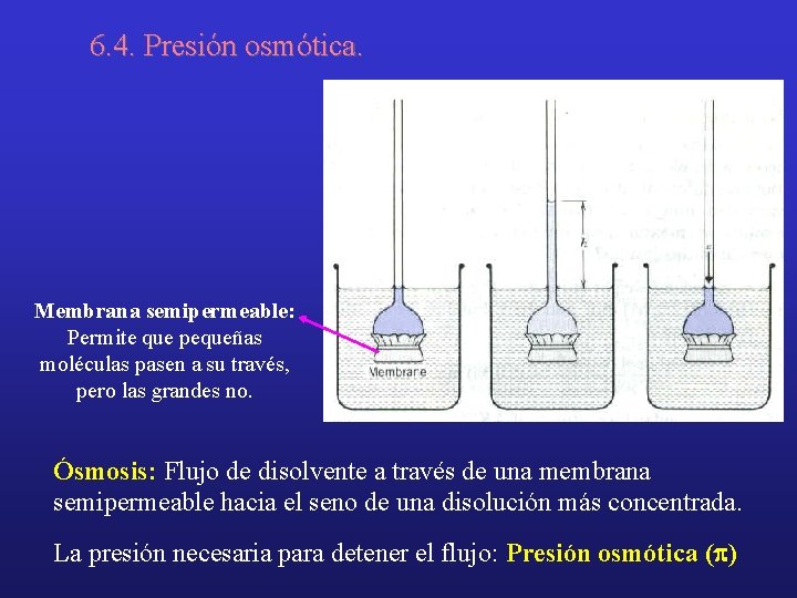 6. 4. Presión osmótica. Membrana semipermeable: Permite que pequeñas moléculas pasen a su través,