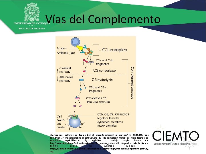 Vías del Complemento «Complement pathway» de English text of 'Image: Complement pathway. png' by