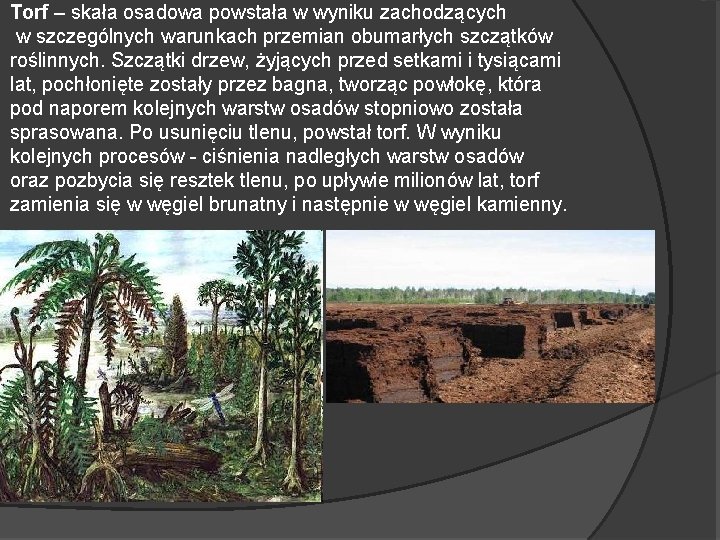 Torf – skała osadowa powstała w wyniku zachodzących w szczególnych warunkach przemian obumarłych szczątków Torf – skała osadowa powstała w wyniku zachodzących w szczególnych warunkach przemian obumarłych szczątków