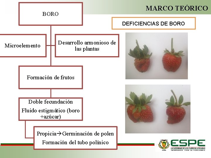 BORO MARCO TEÓRICO DEFICIENCIAS DE BORO Microelemento Desarrollo armonioso de las plantas Formación de