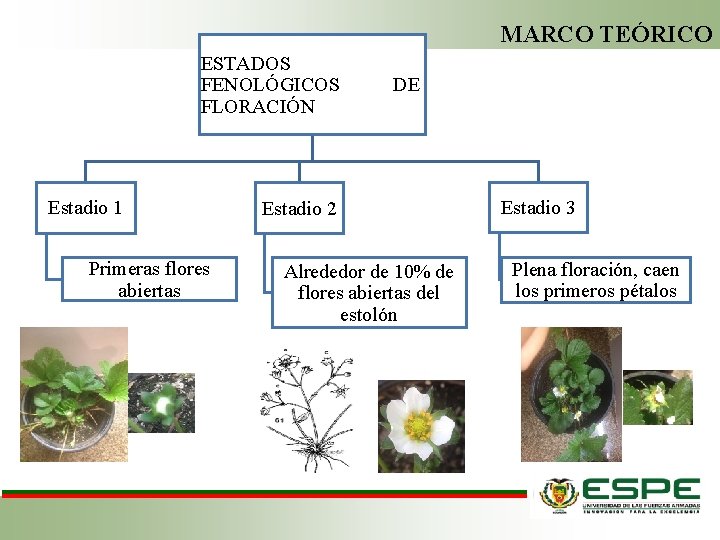 MARCO TEÓRICO ESTADOS FENOLÓGICOS FLORACIÓN Estadio 1 Primeras flores abiertas DE Estadio 2 Alrededor