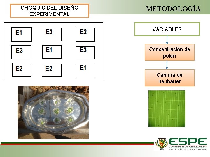 CROQUIS DEL DISEÑO EXPERIMENTAL METODOLOGÍA VARIABLES Concentración de polen Cámara de neubauer 