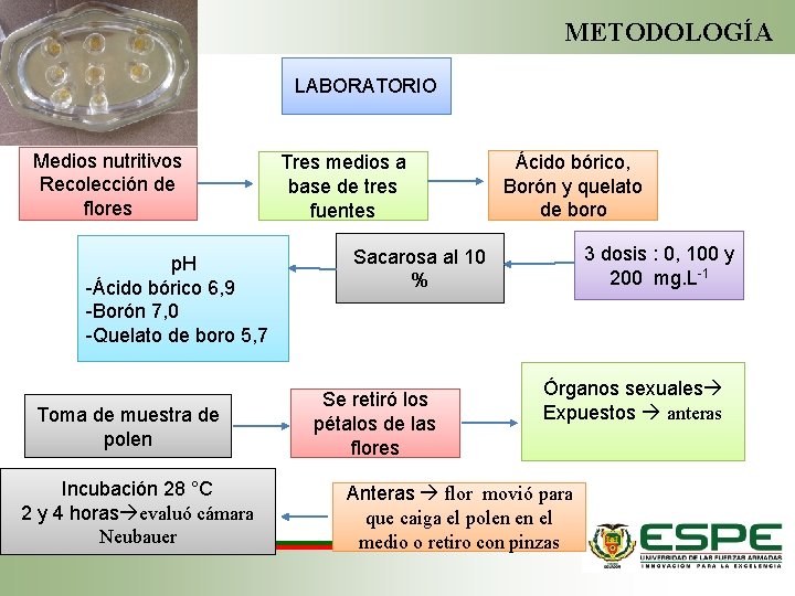 METODOLOGÍA LABORATORIO Medios nutritivos Recolección de flores p. H -Ácido bórico 6, 9 -Borón